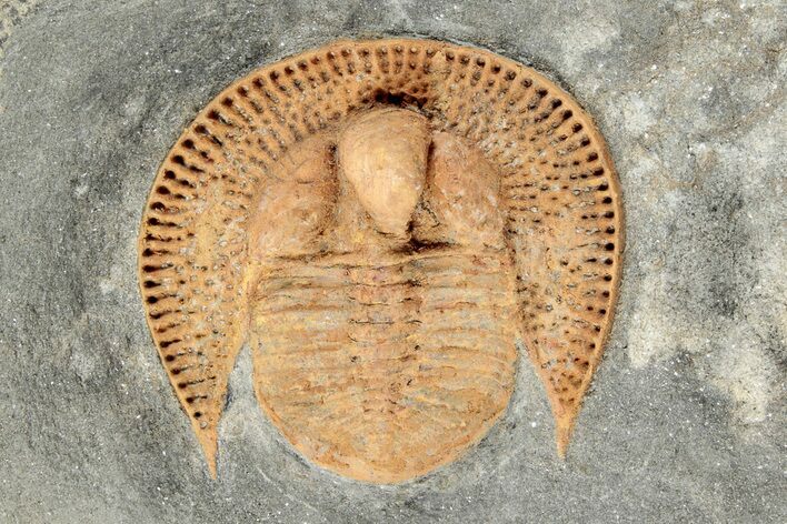 Bright Orange Declivolithus Trilobite - Mecissi, Morocco #283968